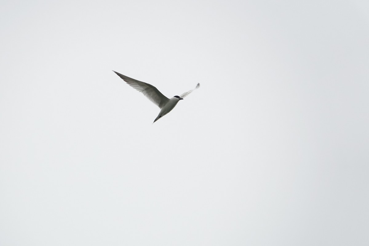 Gull-billed Tern - ML642504568