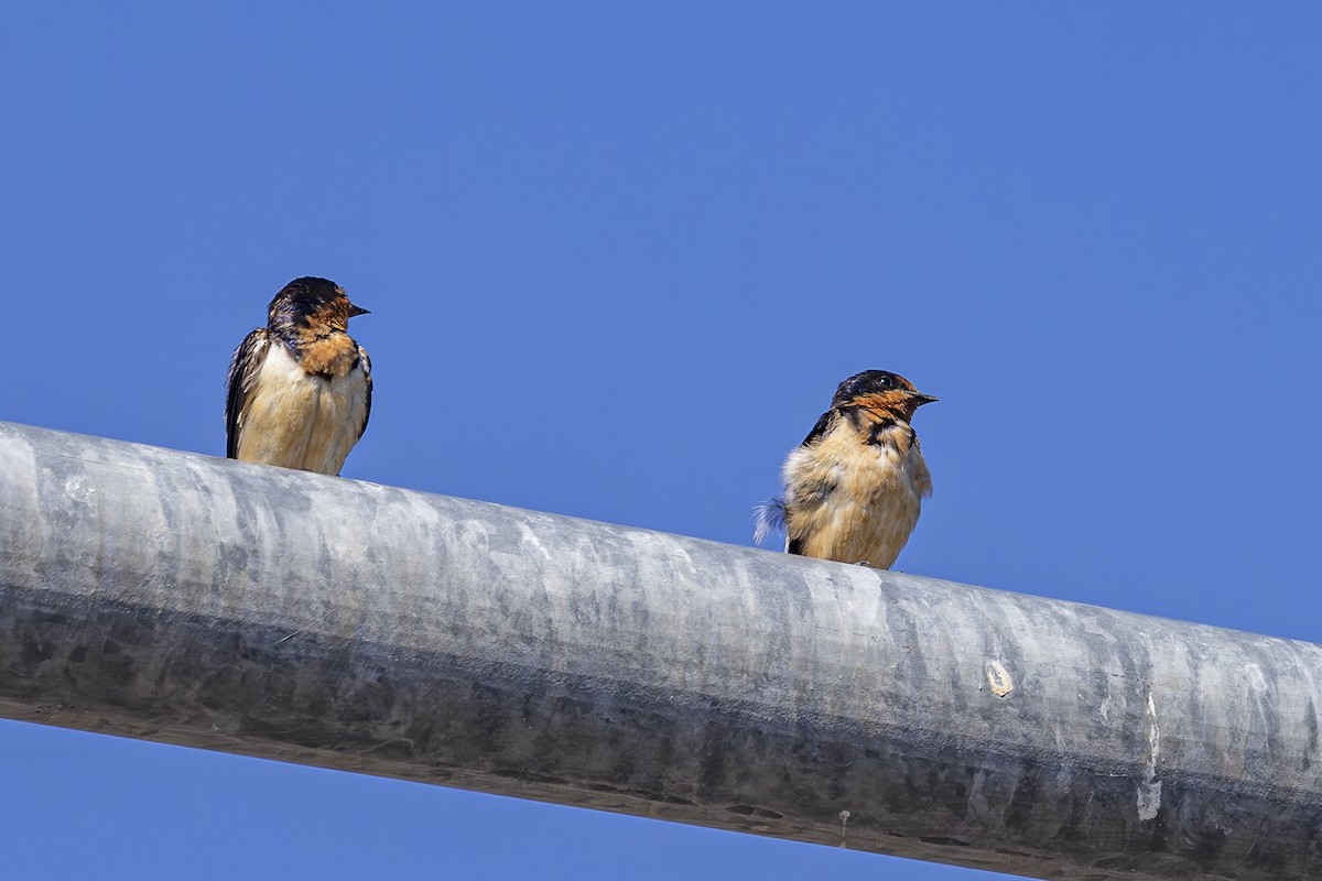 Barn Swallow - ML642504569