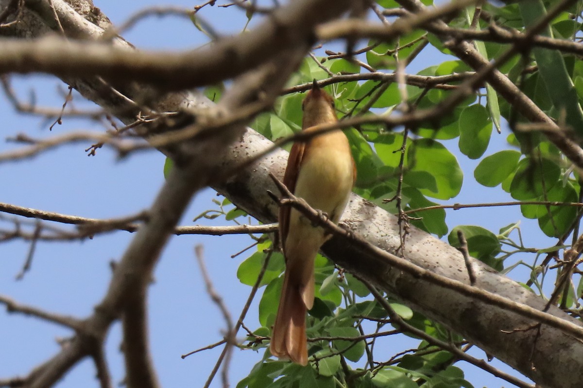 Rufous Casiornis - ML642504575