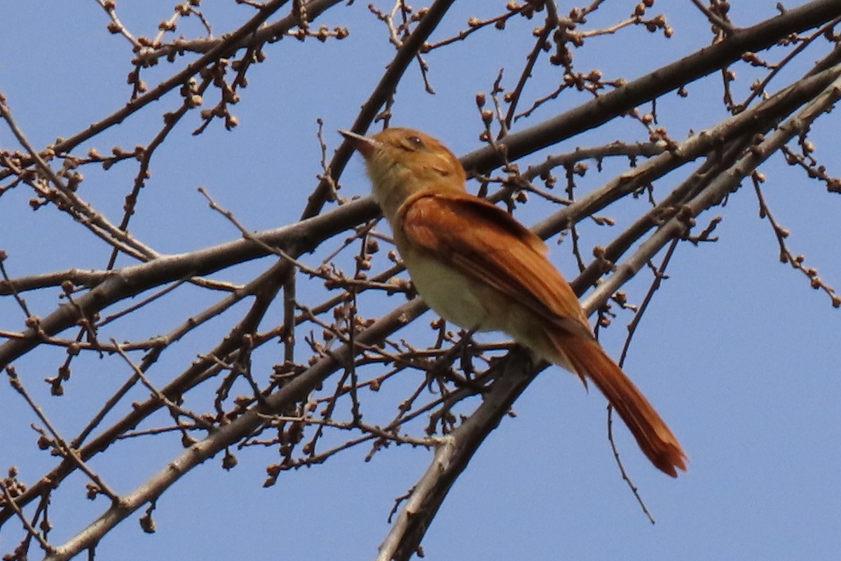 Rufous Casiornis - ML642504576