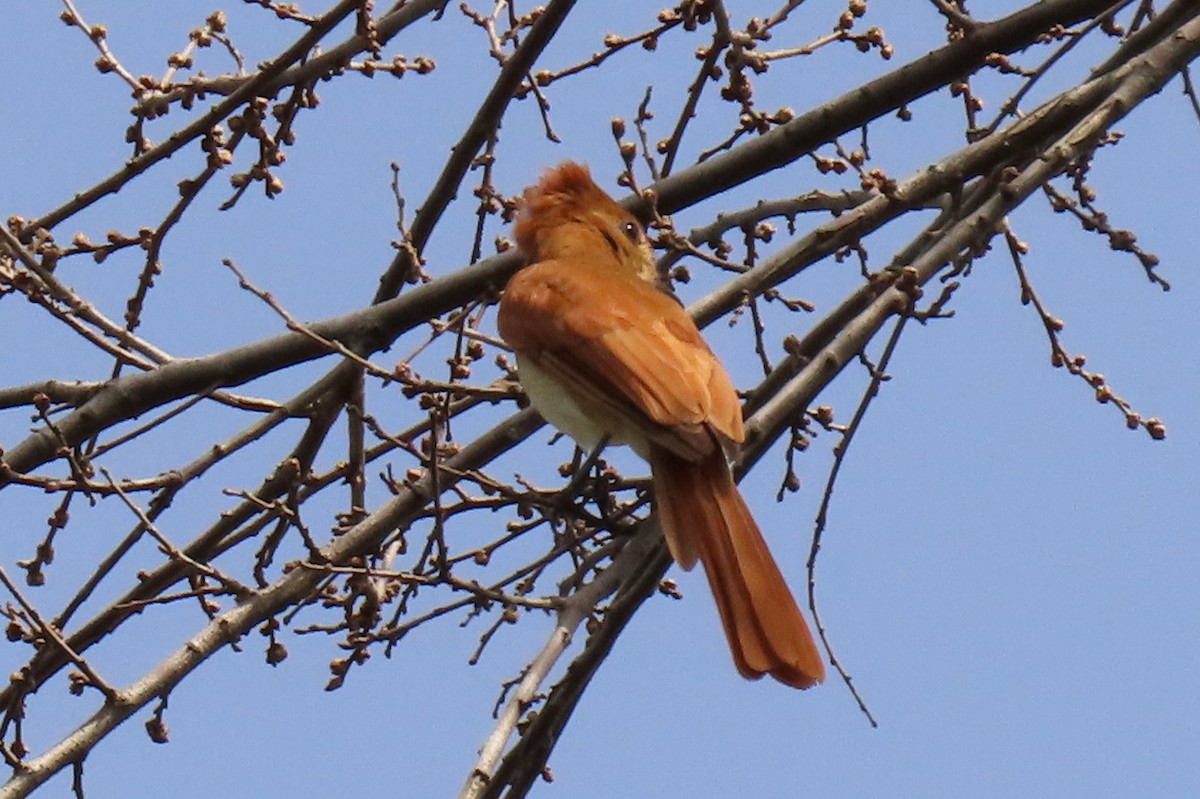 Rufous Casiornis - ML642504577
