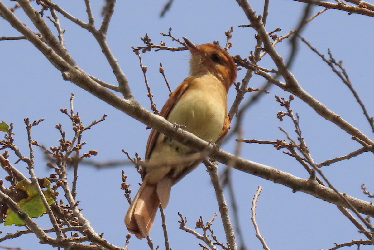 Rufous Casiornis - ML642504579