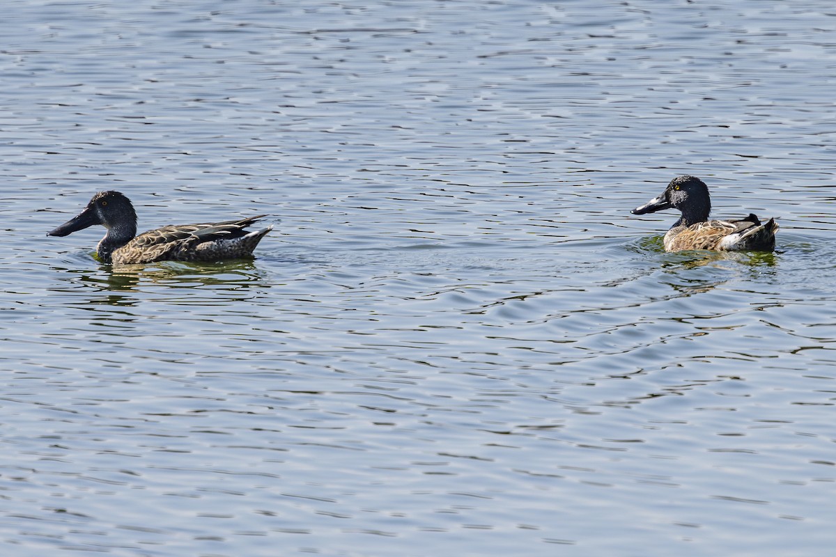 Northern Shoveler - ML642504581