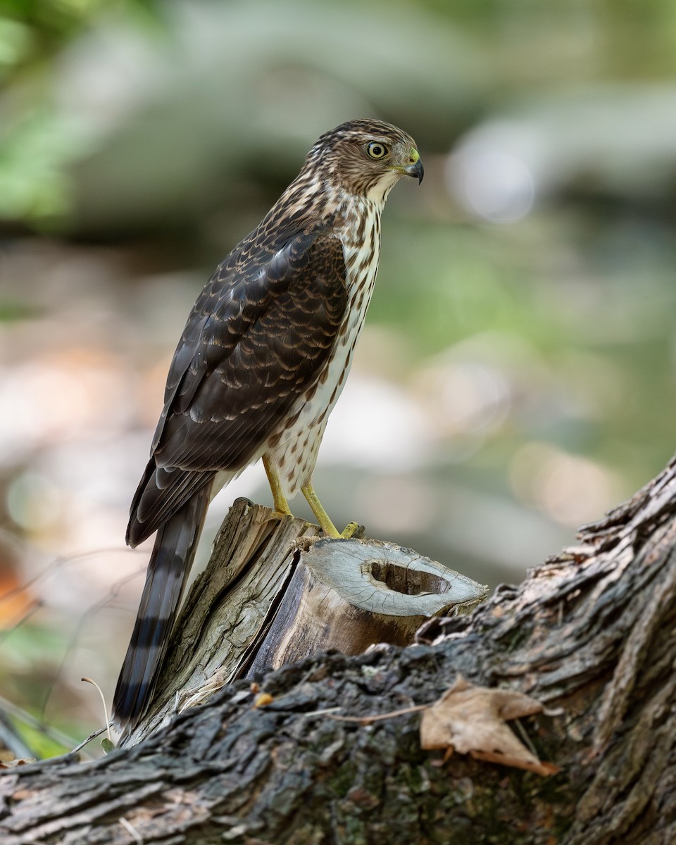 Cooper's Hawk - ML642504584