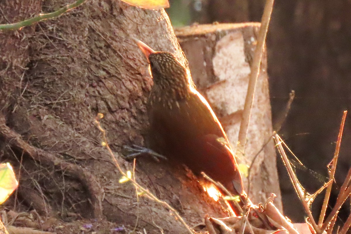Buff-throated Woodcreeper - ML642504612