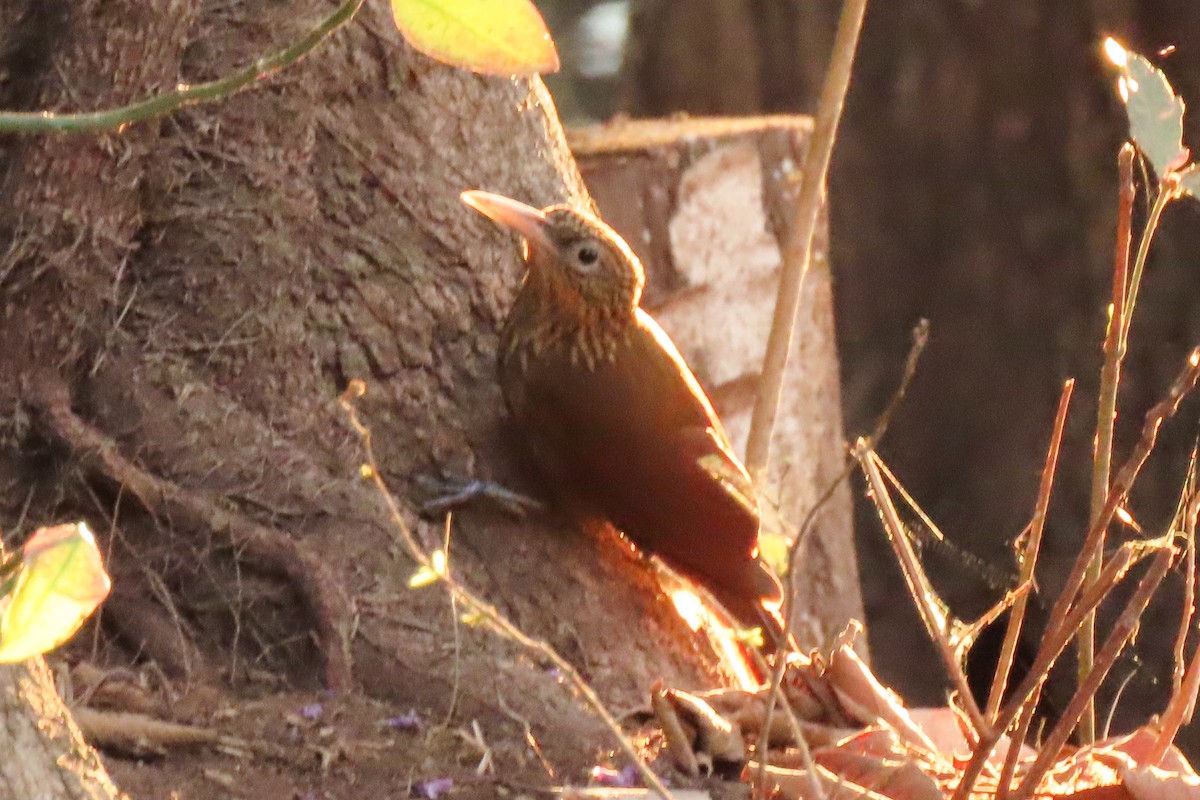 Buff-throated Woodcreeper - ML642504613