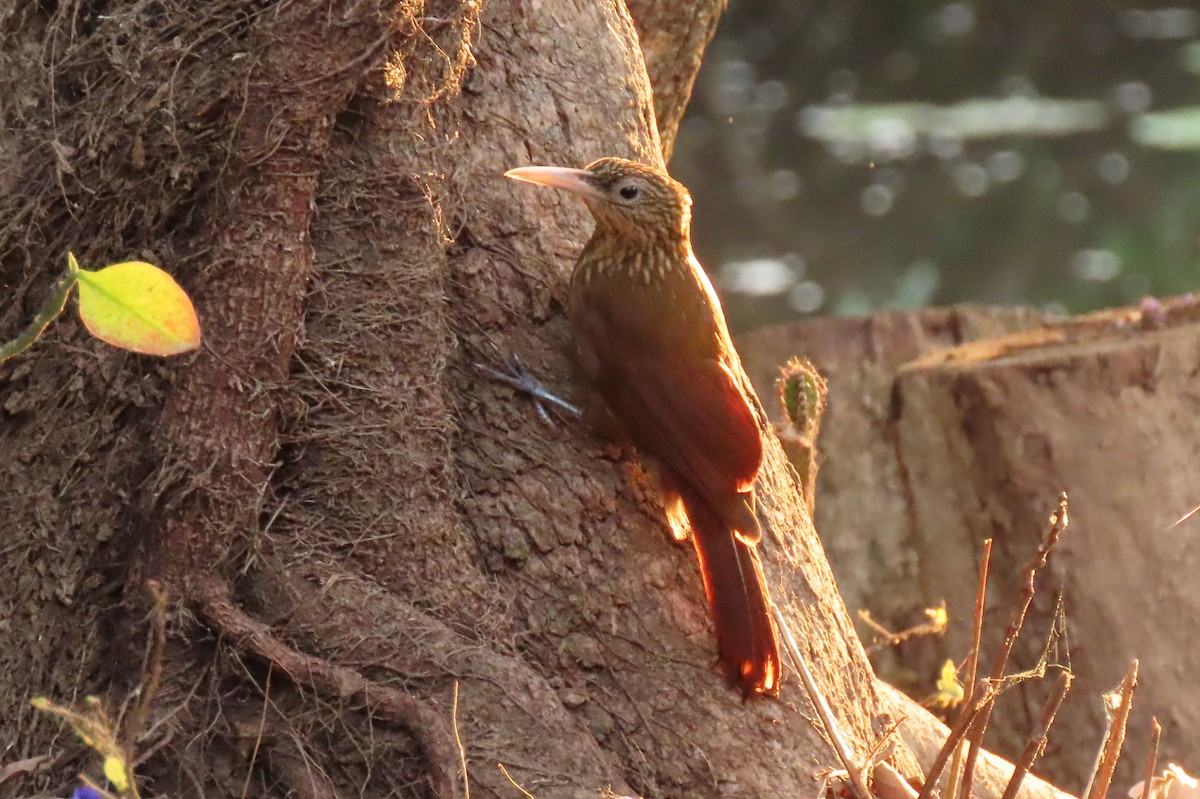 Buff-throated Woodcreeper - ML642504614