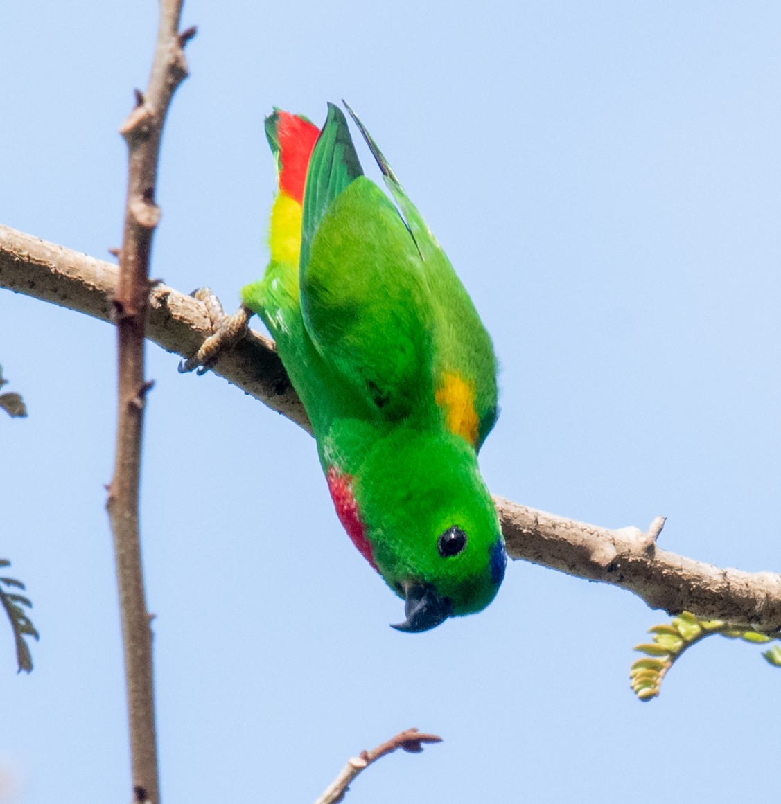 Blue-crowned Hanging-Parrot - ML642504631