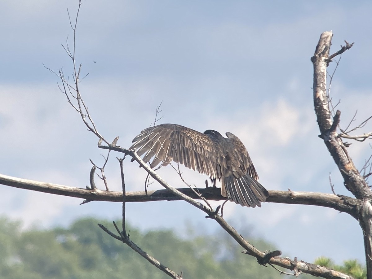 Turkey Vulture - ML642504638