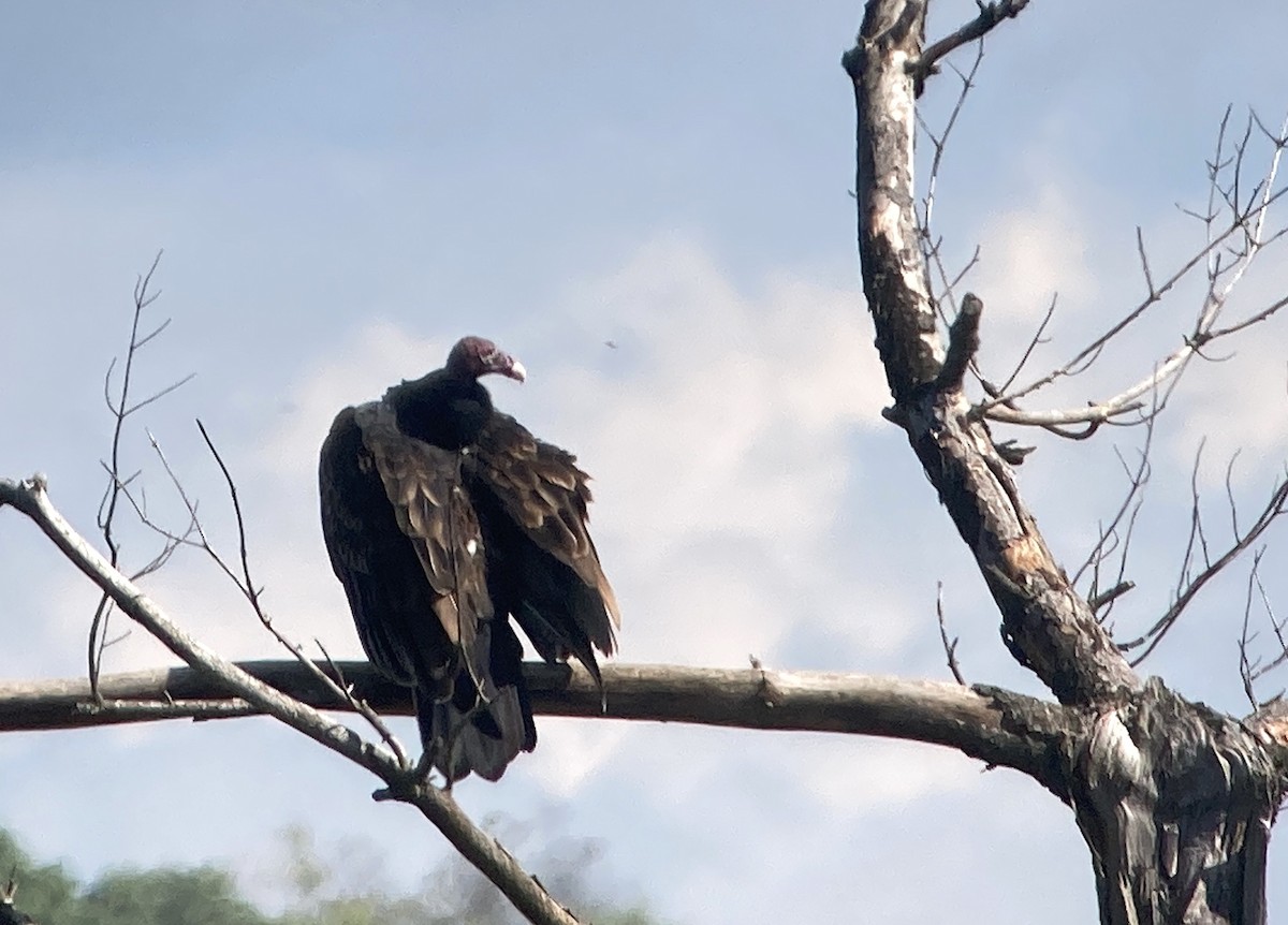 Turkey Vulture - ML642504639