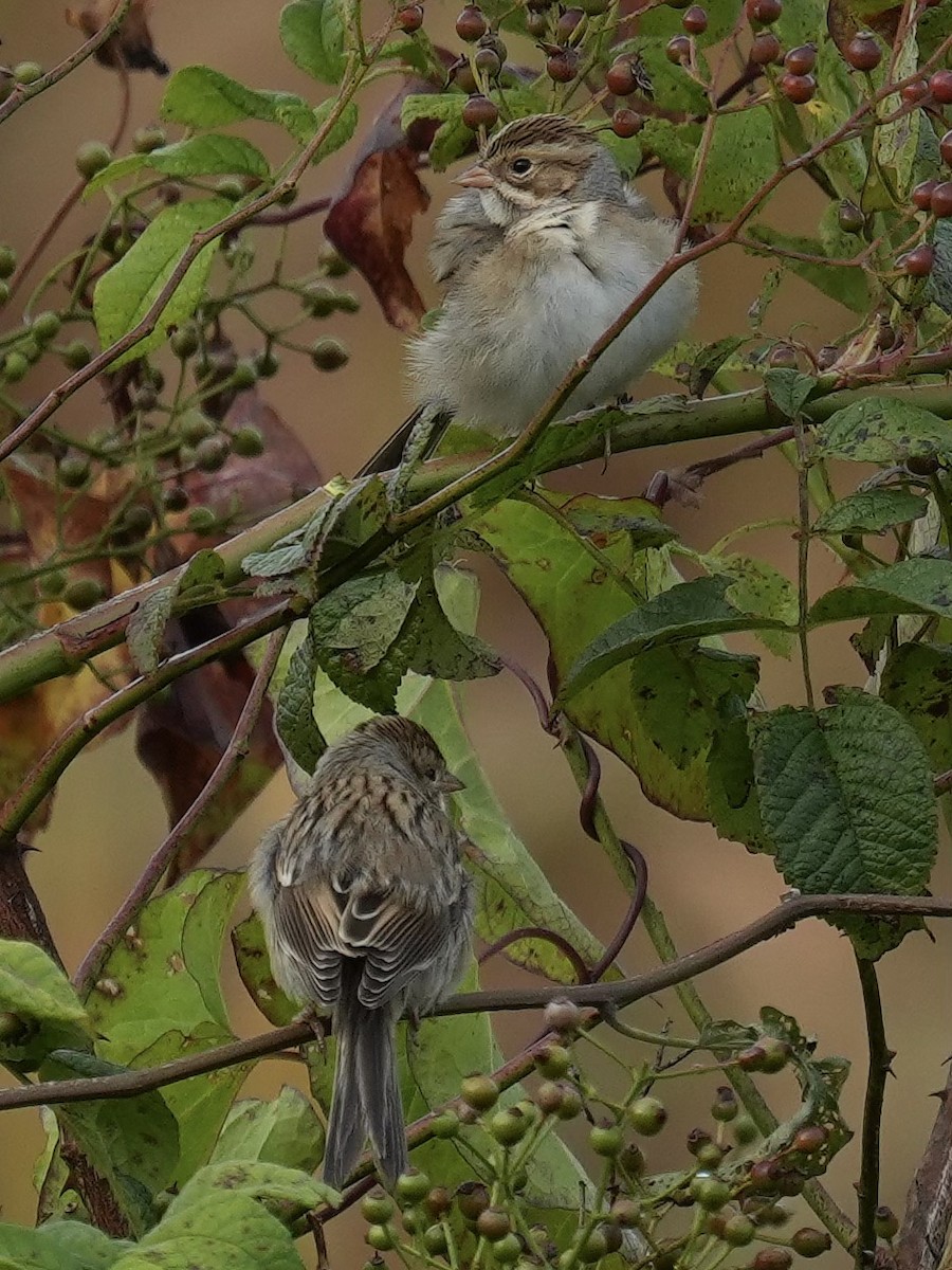Clay-colored Sparrow - ML642504641