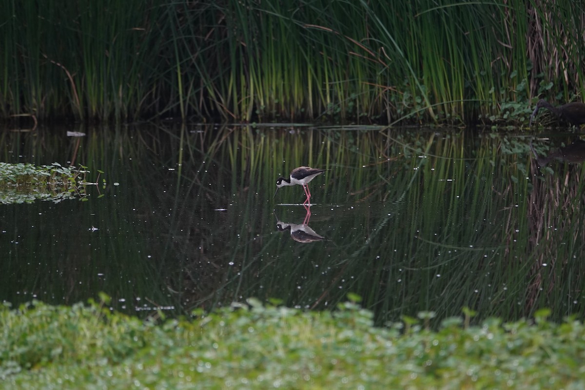 Black-necked Stilt - ML642504650