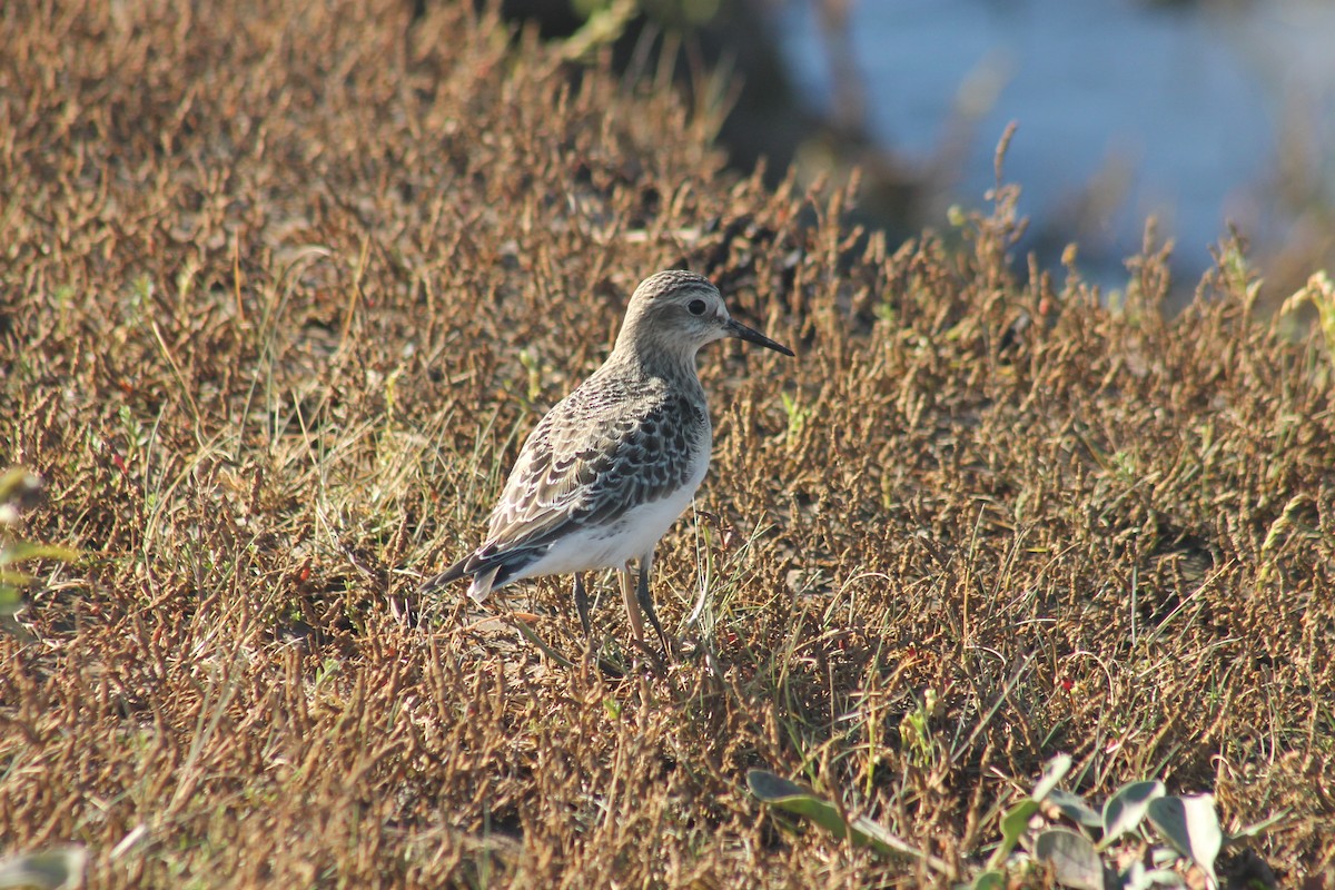 Baird's Sandpiper - ML642504652