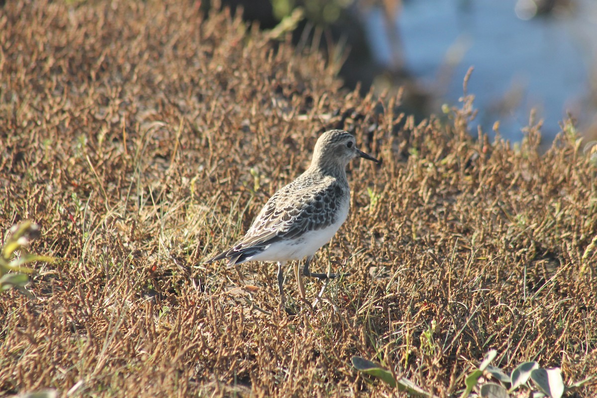 Baird's Sandpiper - ML642504653