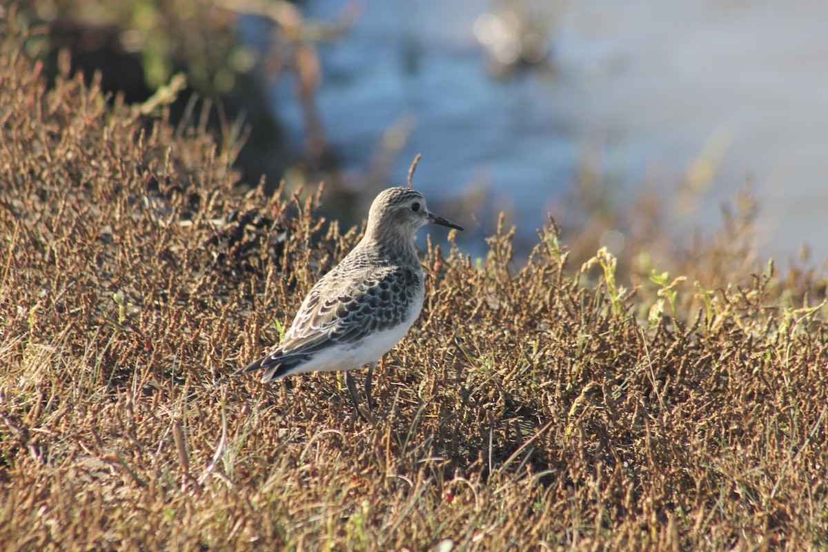 Baird's Sandpiper - ML642504654
