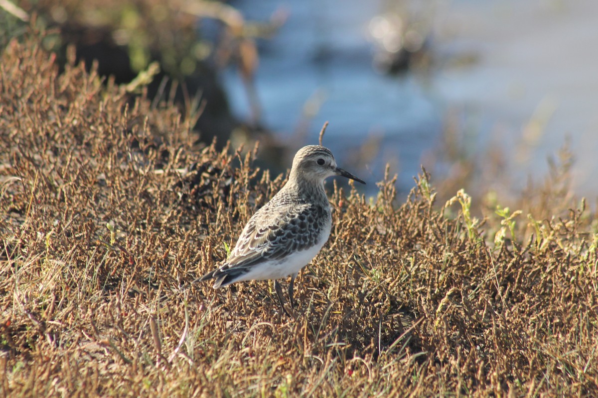 Baird's Sandpiper - ML642504655