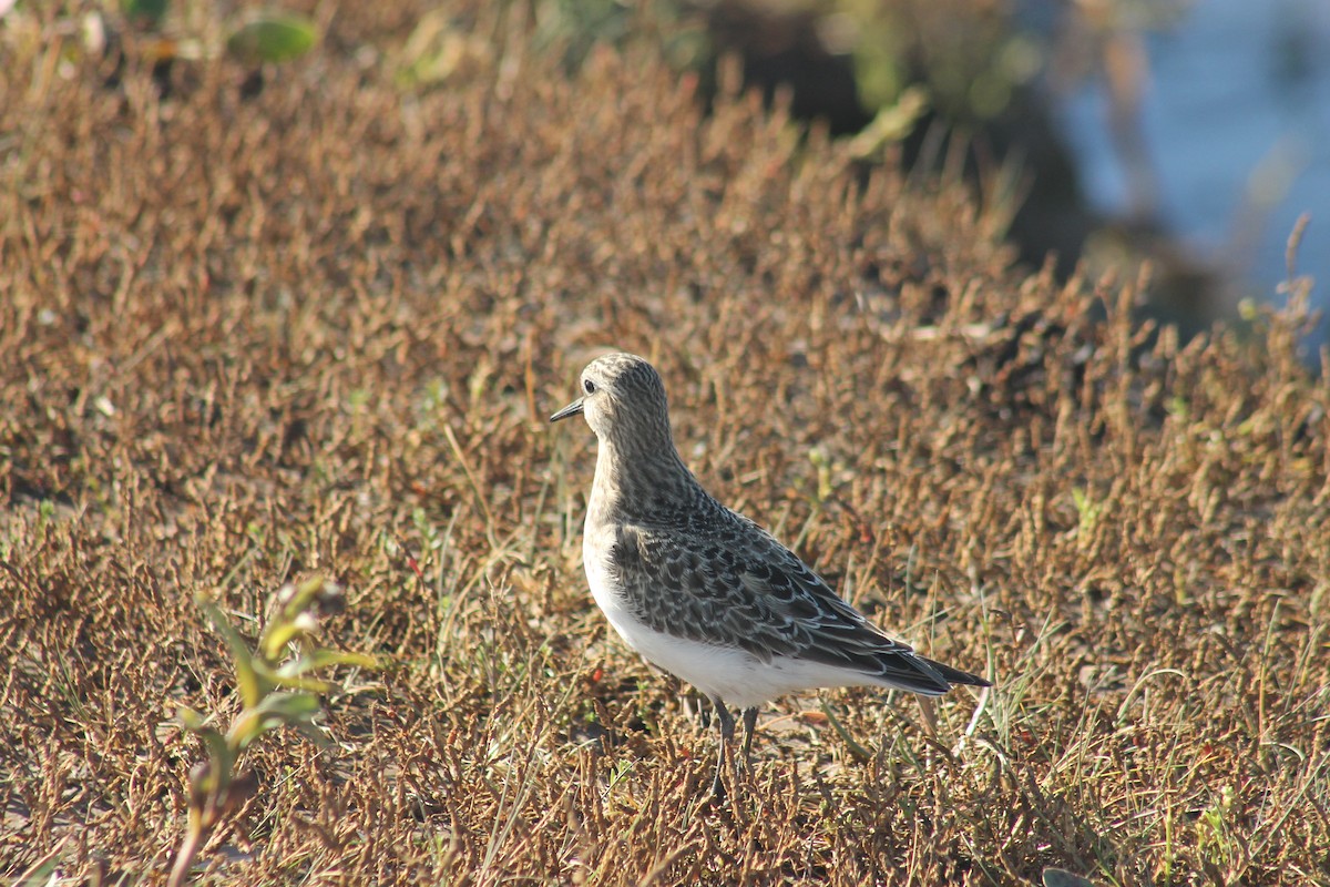 Baird's Sandpiper - ML642504656