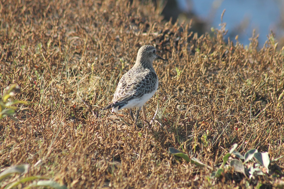 Baird's Sandpiper - ML642504657