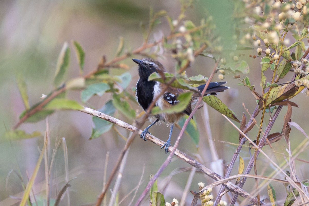 Rusty-backed Antwren - ML642504658