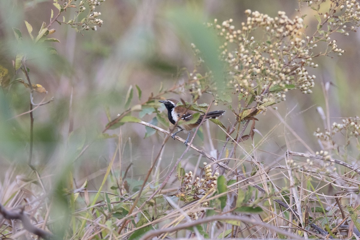 Rusty-backed Antwren - ML642504659