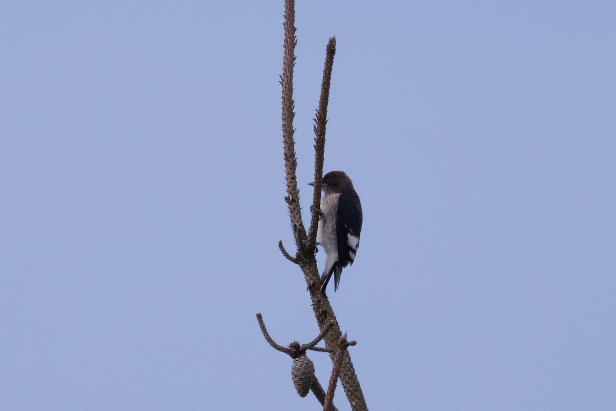 Red-headed Woodpecker - ML642504660