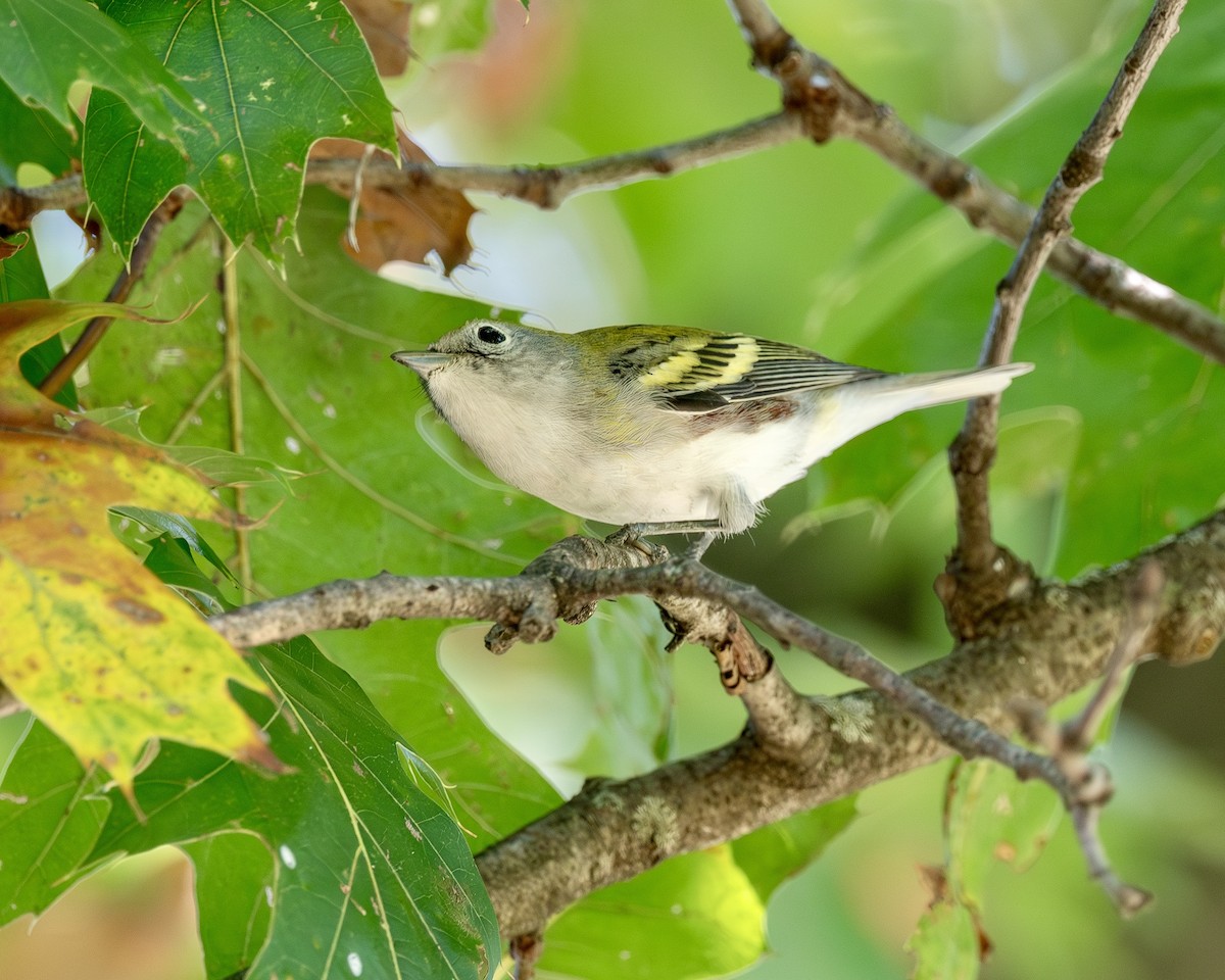 Chestnut-sided Warbler - ML642504668