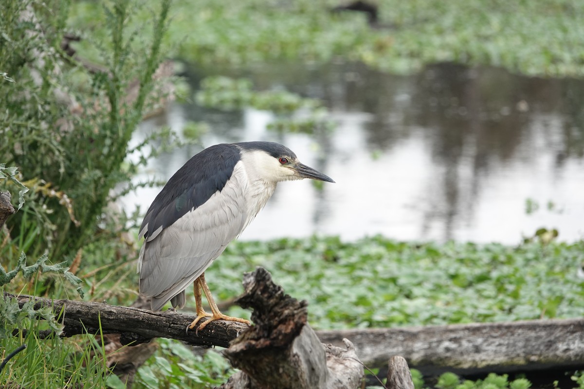 Black-crowned Night Heron (American) - ML642504674