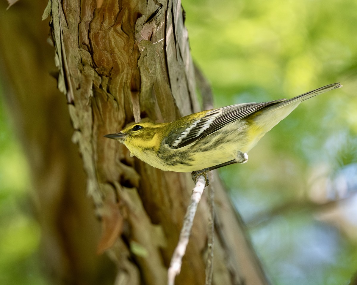 Black-throated Green Warbler - ML642504681