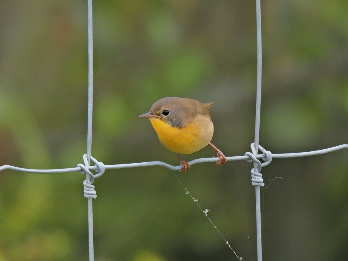 Common Yellowthroat - ML642504682