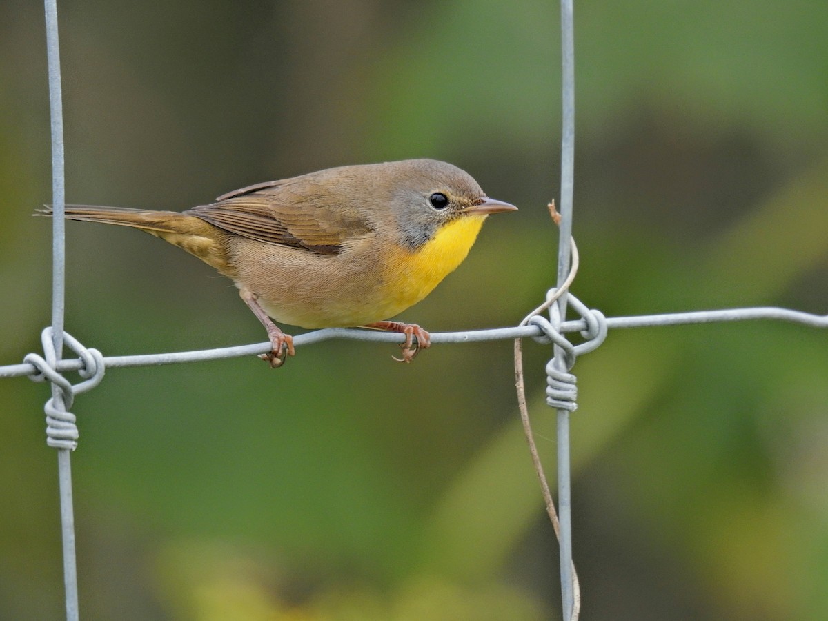 Common Yellowthroat - ML642504683