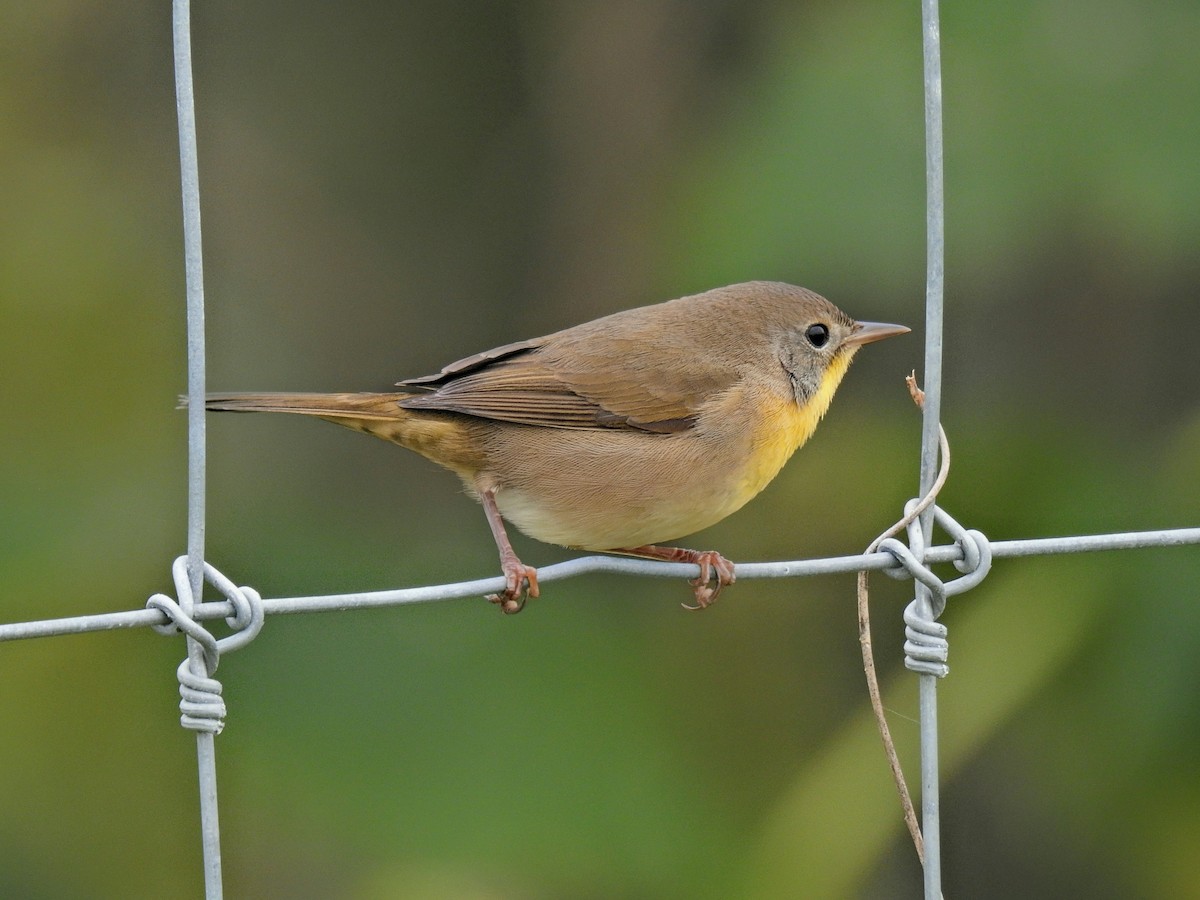 Common Yellowthroat - ML642504684