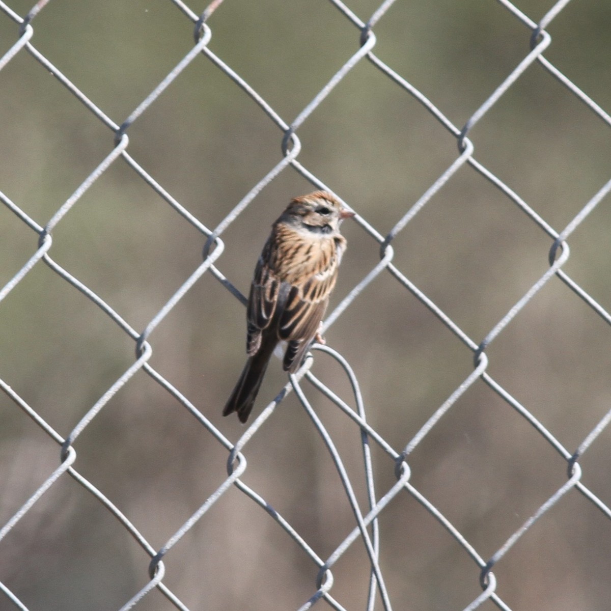 Spizella sp. - ML642504689