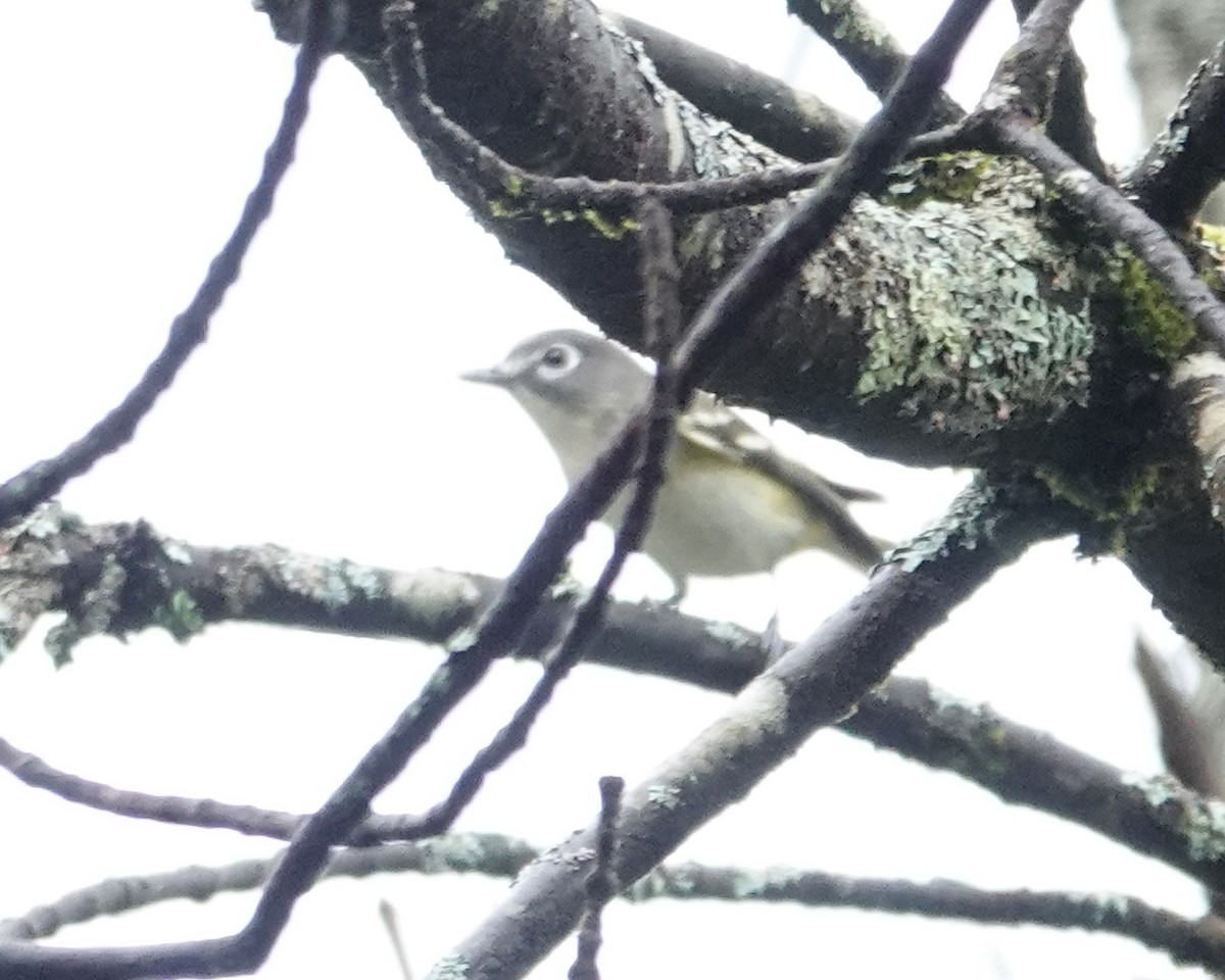 Blue-headed Vireo - ML642504690