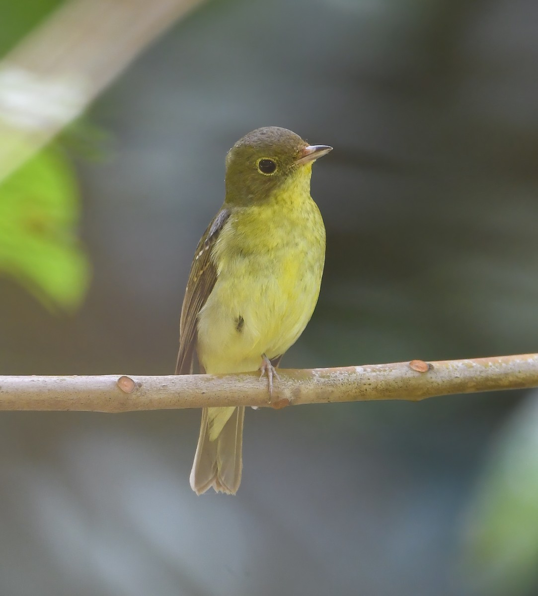 Green-backed Flycatcher - ML642504693