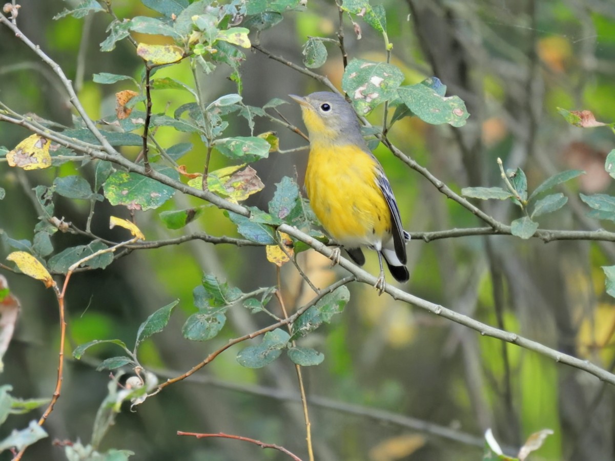 Magnolia Warbler - ML642504694