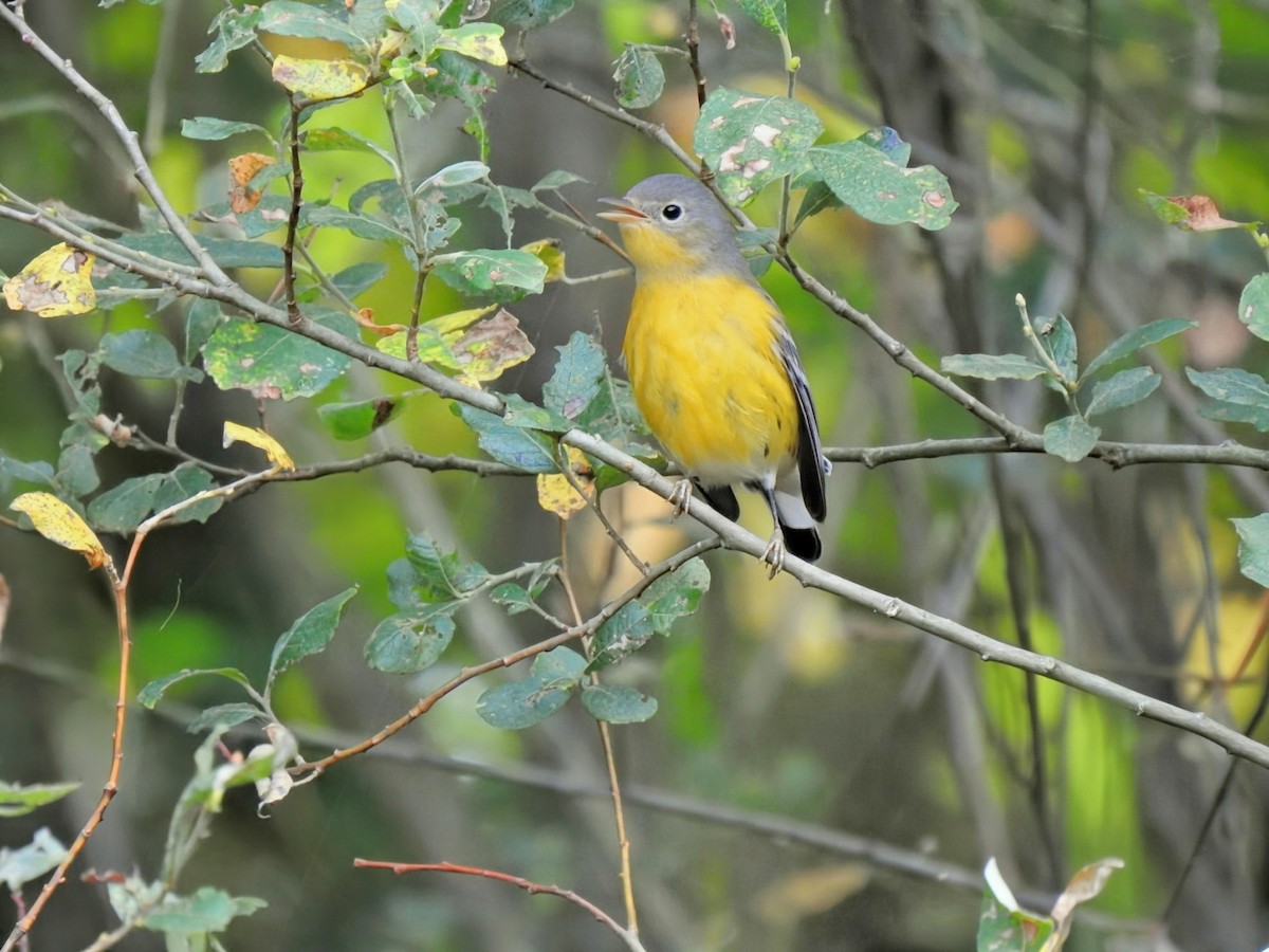 Magnolia Warbler - ML642504695