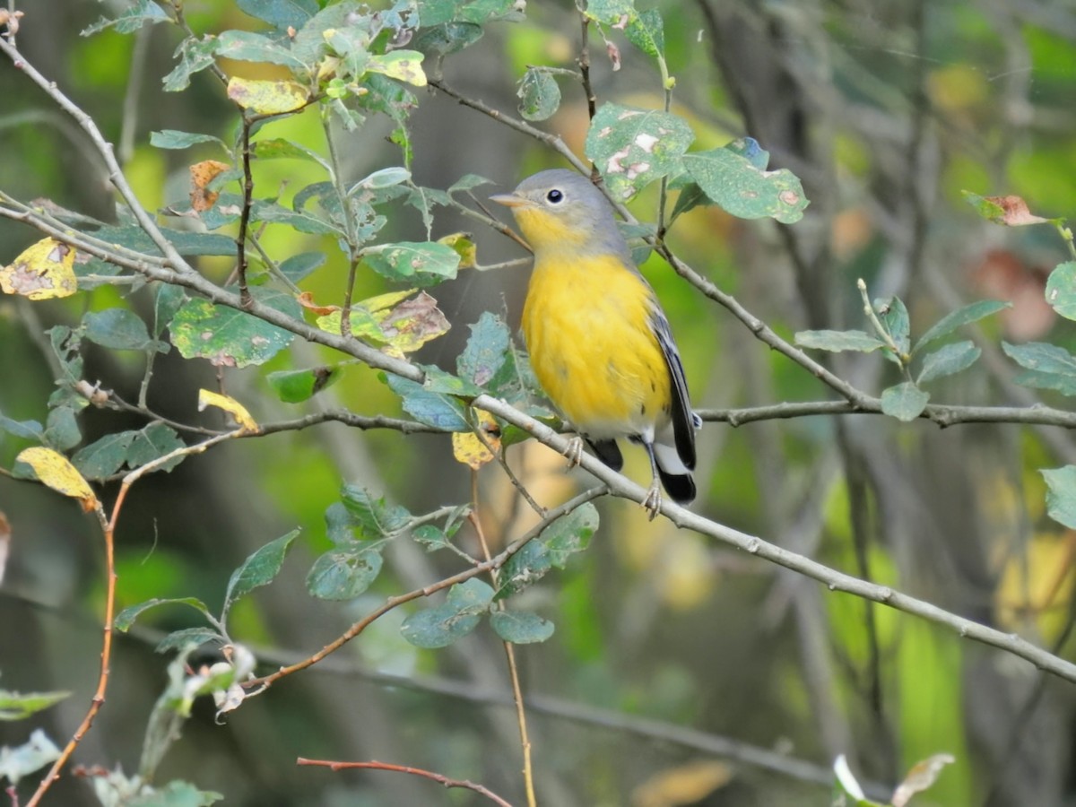 Magnolia Warbler - ML642504696