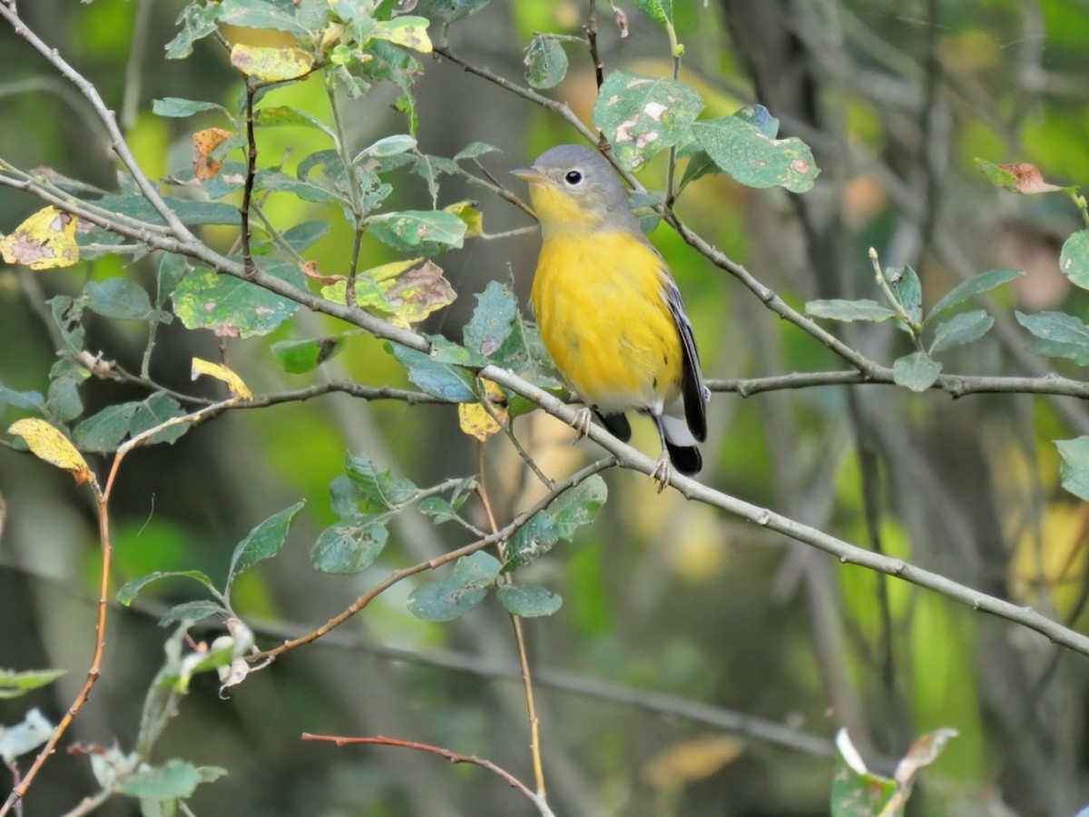 Magnolia Warbler - ML642504697