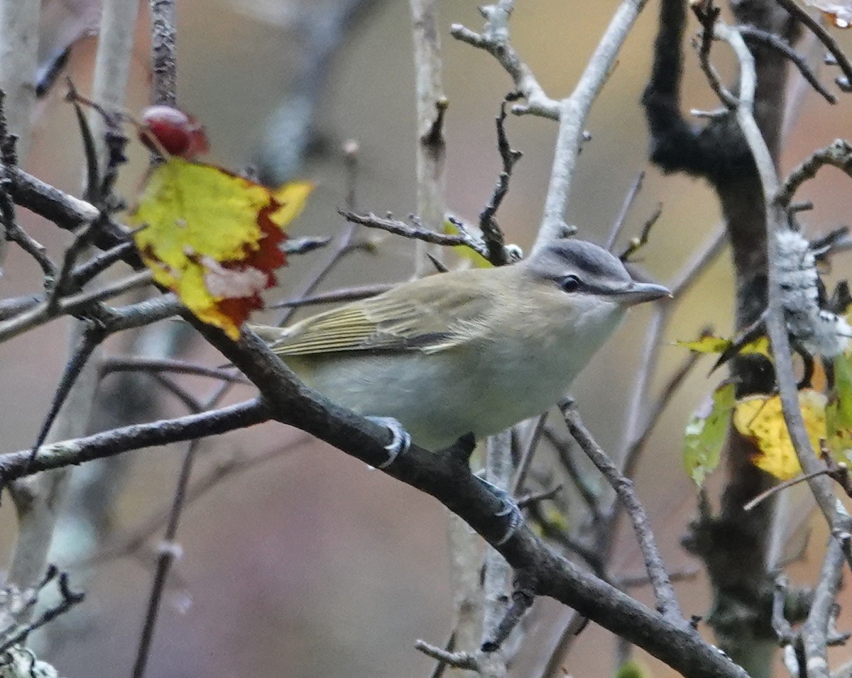 Red-eyed Vireo - ML642504699