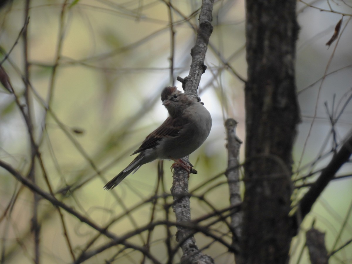 Chipping Sparrow - ML642504723