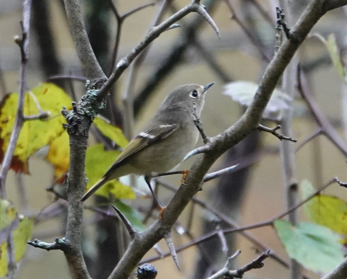 Ruby-crowned Kinglet - ML642504728