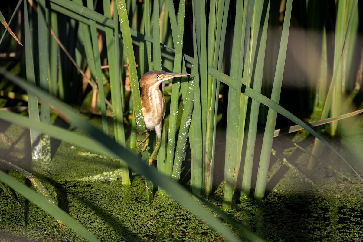 Least Bittern - ML642504730