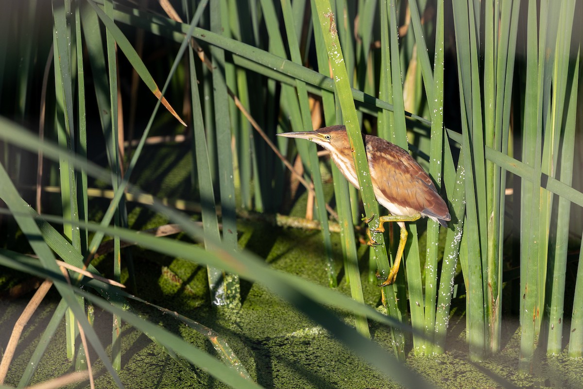 Least Bittern - ML642504731