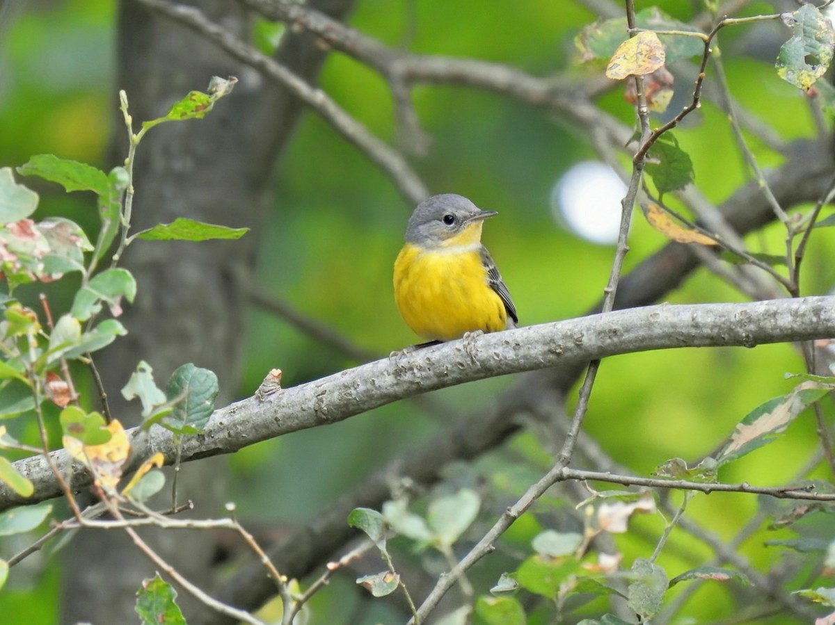 Magnolia Warbler - ML642504735