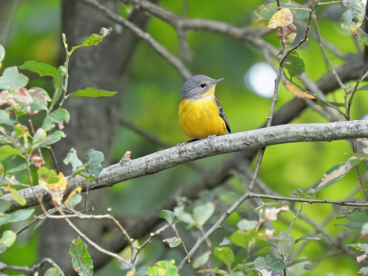 Magnolia Warbler - ML642504736