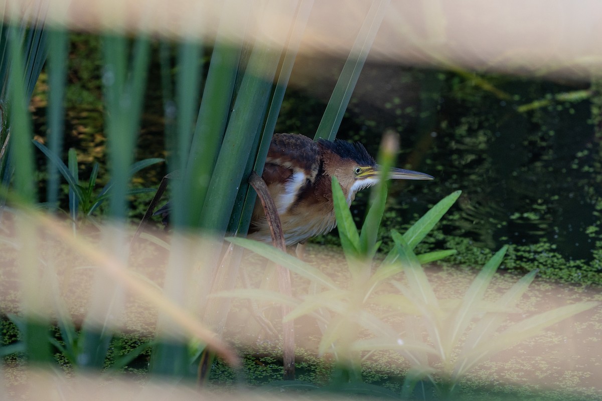 Least Bittern - ML642504741