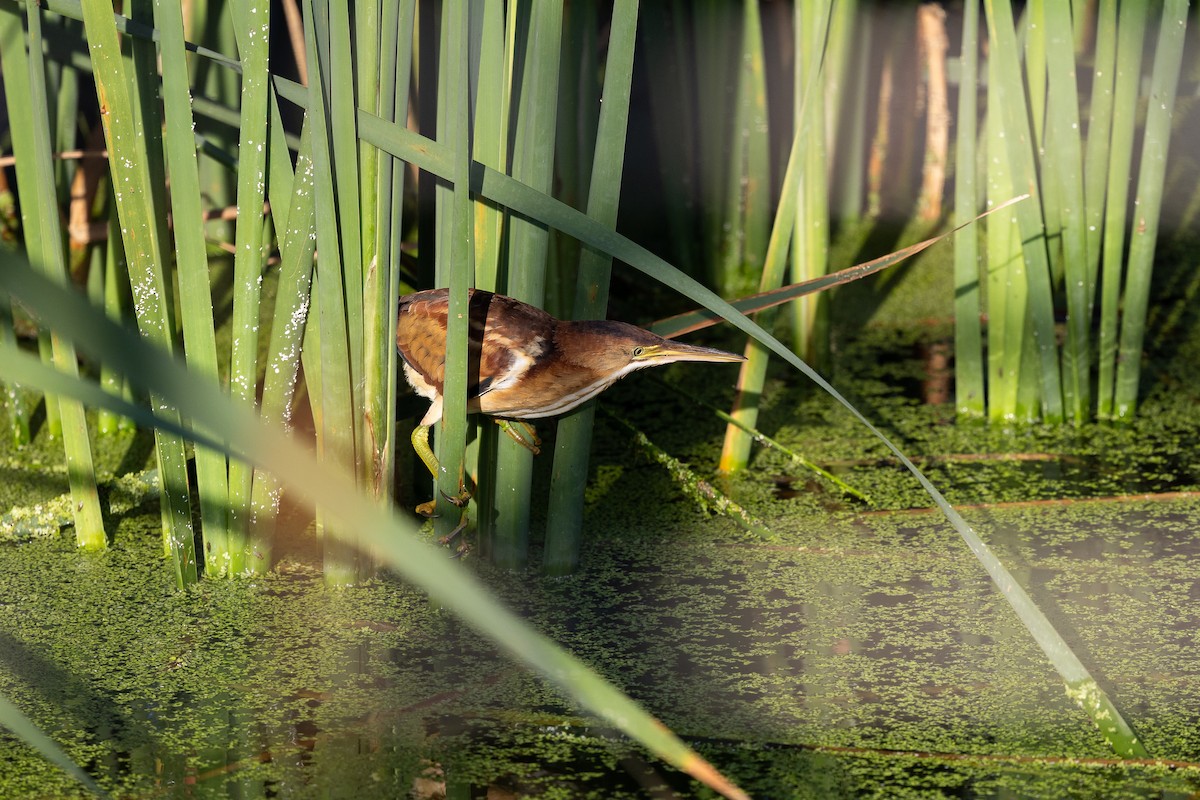 Least Bittern - ML642504744