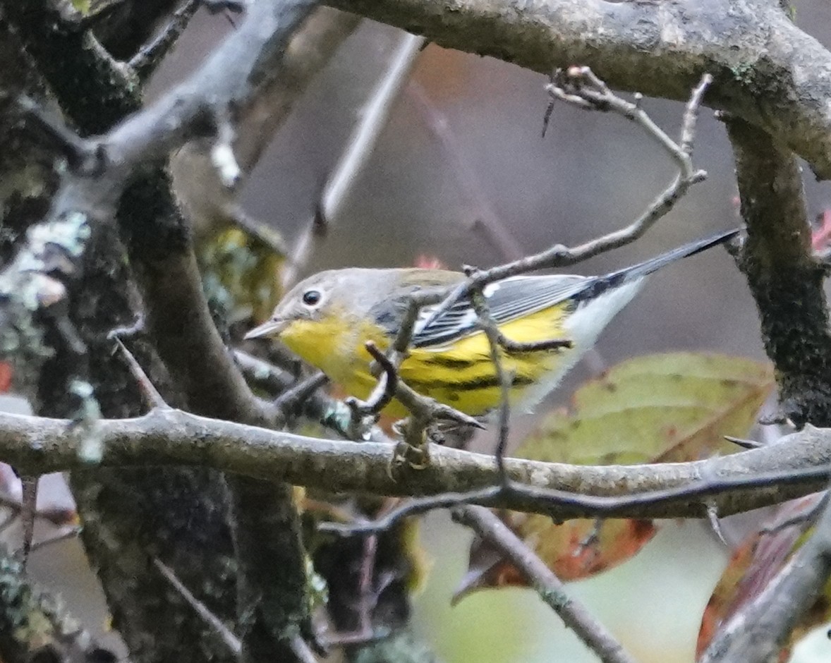 Magnolia Warbler - ML642504745