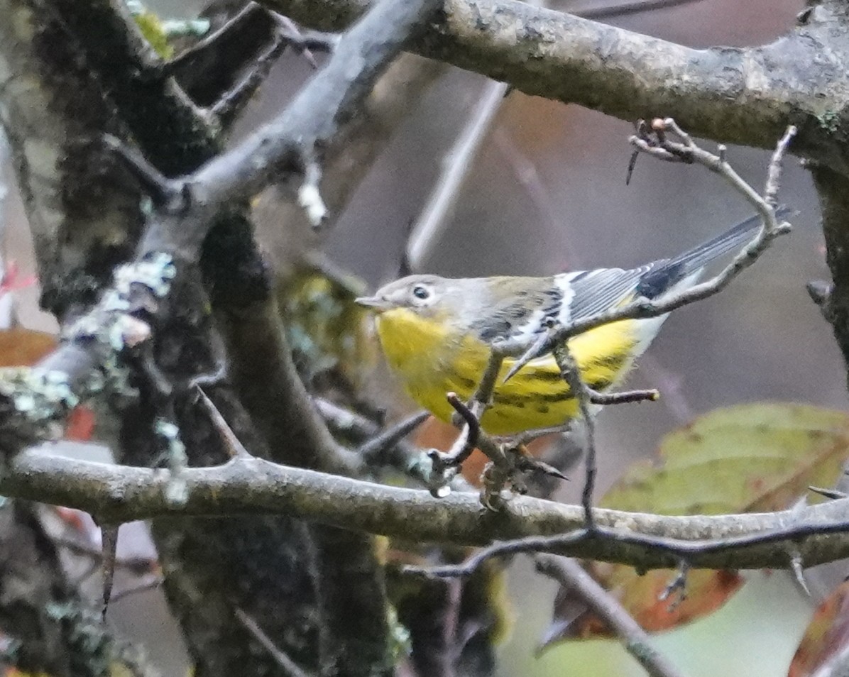Magnolia Warbler - ML642504746