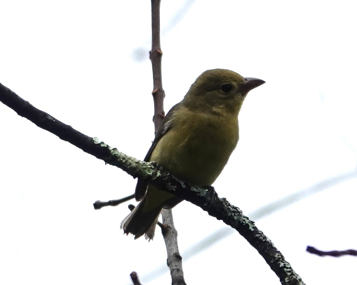 Scarlet Tanager - ML642504757
